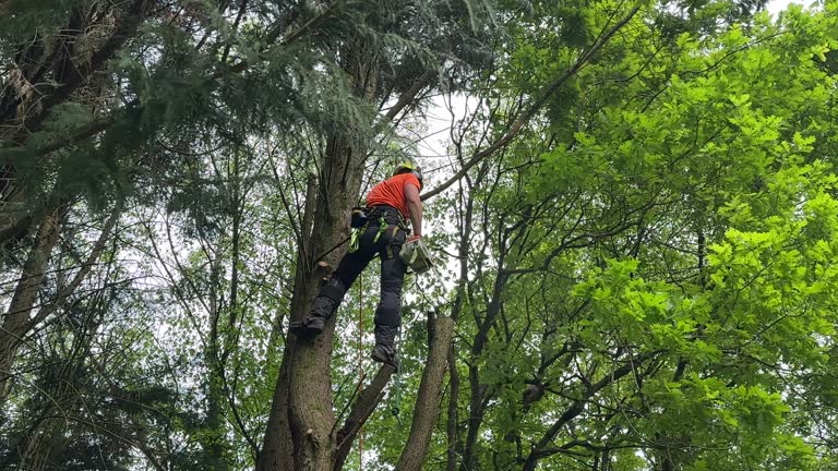 Best Tree Cabling and Bracing  in Prairie Creek, AR