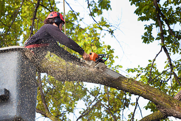 Best Tree Removal  in Prairie Creek, AR